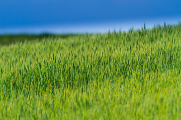 Rural scenery with green fields of wheat and rice, in early summer
