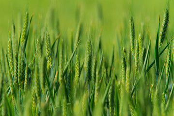 Rural scenery with green fields of wheat and rice, in early summer