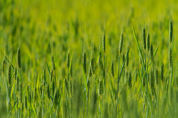 Rural scenery with green fields of wheat and rice, in early summer