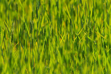 Rural scenery with green fields of wheat and rice, in early summer