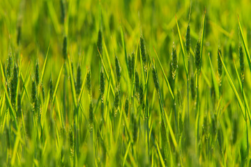 Rural scenery with green fields of wheat and rice, in early summer