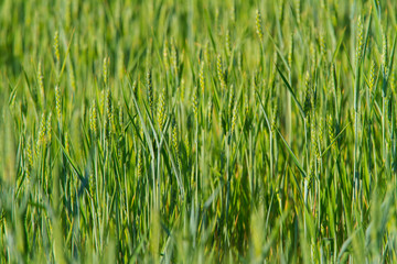 Rural scenery with green fields of wheat and rice, in early summer
