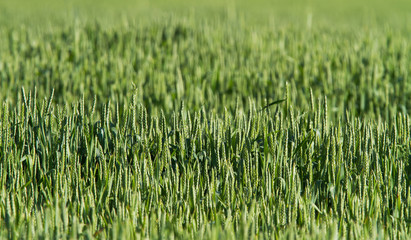 Rural scenery with green fields of wheat and rice, in early summer