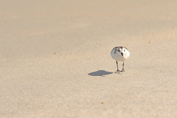 Sand Piper hunting for food in the sand along the Florida coastline at Playalinda Beach, Canaveral National Seashore.
