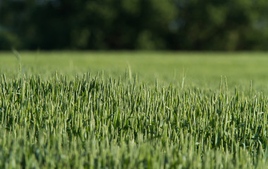 Rural scenery with green fields of wheat and rice, in early summer