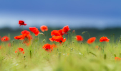 Rural fields in summer, with beautiful blooming wild red poppy flowers