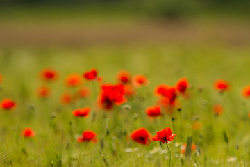 Rural fields in summer, with beautiful blooming wild red poppy flowers