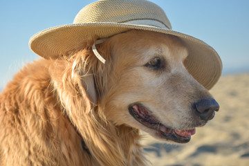 Older Golden Retriever dog wearing a sun hat at the beach.