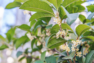 Osmanthus fragrans blooming in autumn osmanthus tree