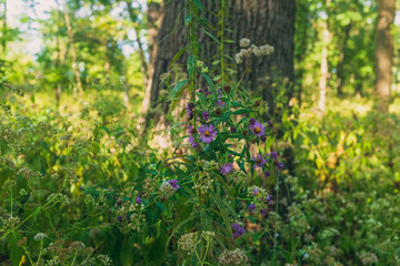 wild purple aster flowers in the woods next to a large tree