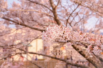 The cherry blossom or sakura flower, selective focus