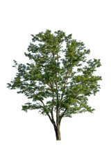 Obraz premium tree isolated on white background