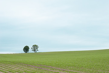 Wide scenic nature landscape view of Parents and Child Trees the famous place to traveling to Biei town at Hokkaido, Japan.