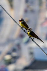Birds in a electricity line