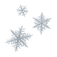 Three snowflakes isolated on white background. Macro photo of real snow crystals: ornate stellar dendrites with complex structure, hexagonal symmetry, flat, thin arms and elegant details.