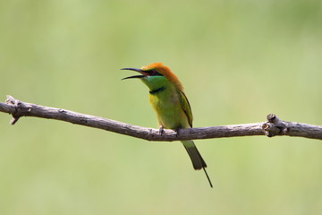 Bee-Eater on a branch