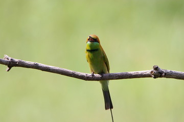 Bee-Eater on a branch