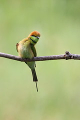 Bee-Eater on a branch