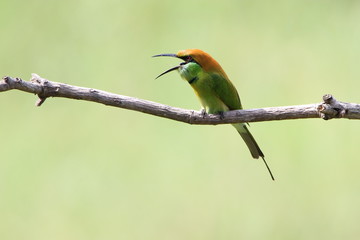 Bee-Eater on a branch
