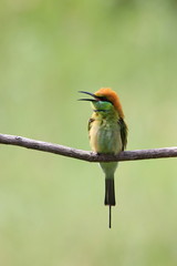 Bee-Eater on a branch