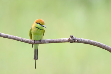 Bee-Eater on a branch