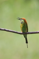Bee-Eater on a branch