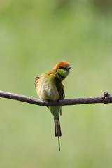 Bee-Eater on a branch