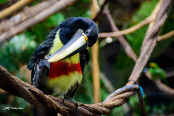 captive -Black-necked aracari (Pteroglossus aracari)