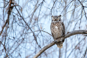 Great Horned Owl perching on a tree branch