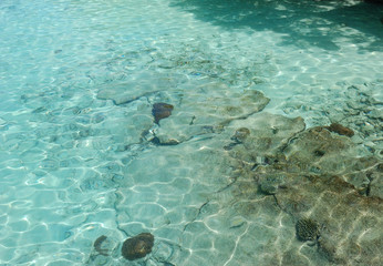 The unbelievably clear waters of the Maldives
