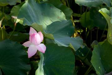 Pink waterlily