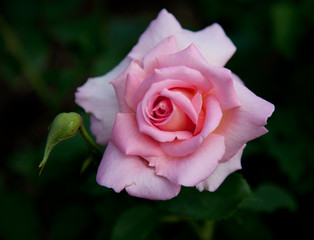 Pink rose