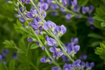Baptisia flower