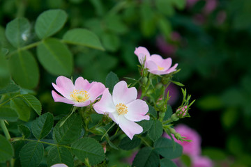 Obraz premium Wild roses