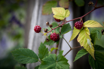 Raspberry bush and raspberries