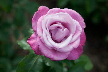 Pink rose