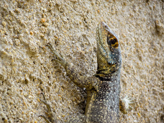 Calango Camaleão na parede