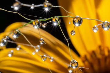 dew and yellow flower