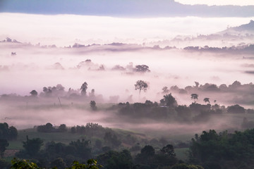 fog over forest mountain