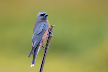 White-browed Woodswallow in Australia