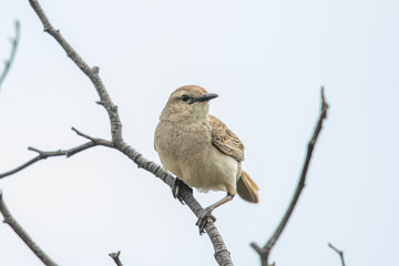 Rufous Songlark in Australia