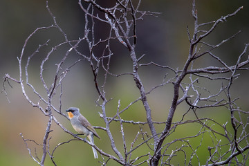 Gilbert's Whistler in Australia