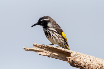 New Holland Honeyeater in Australia