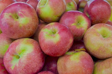 A display of red ripe  Macoun apples - a sweet crisp eating apple from the Hudson Valley of New York State. Closeup..