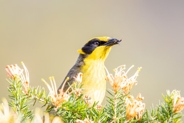 Yellow-tufted Honeyeater in Australia