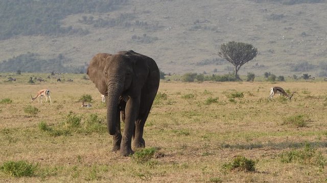 A young African elephant walking on the plains of the Maasai Mara in Kenya. Thomson's gazelles grazing in the background.