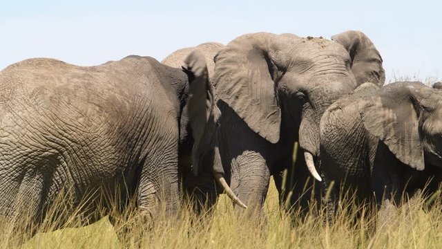 A herd of African elephants gathers around as a mated pair prepares to breed.