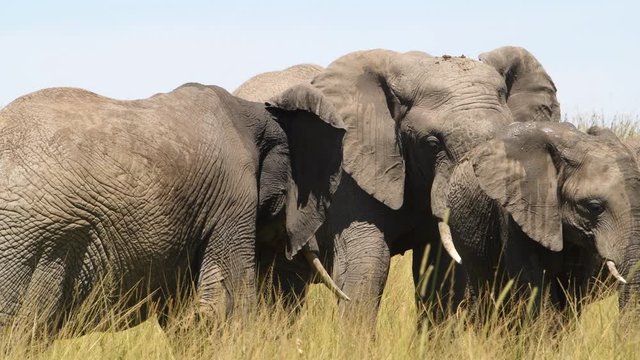 A herd of African elephants gathers around as a mated pair prepares to breed. Slow motion.