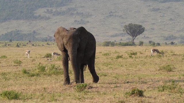 A young African elephant walking on the plains of the Maasai Mara in Kenya. Thomson's gazelles grazing in the background. Slow motion.