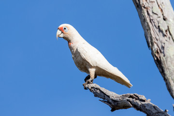 Long-billed Corella in Australia